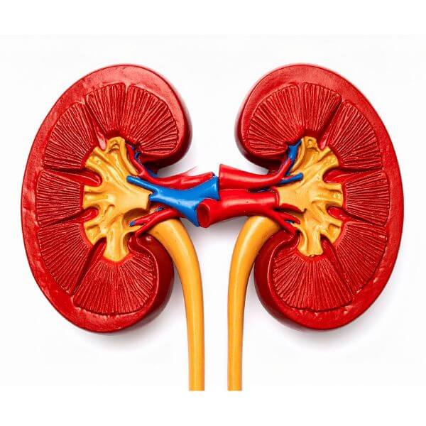 Trasplante Renal en Ciudad Juárez